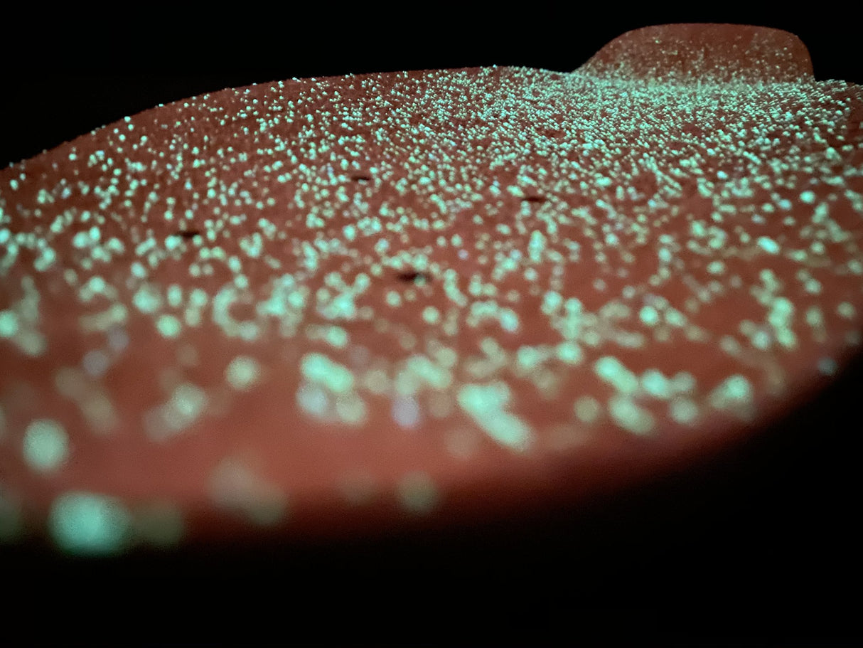 Lucid Grip Glow