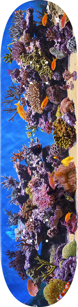 Mini Logo Deck Fin Fur Feather 18 Fish Tank