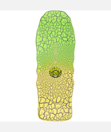Planche de skateboard Globe Mini Restless Undead 8,65"